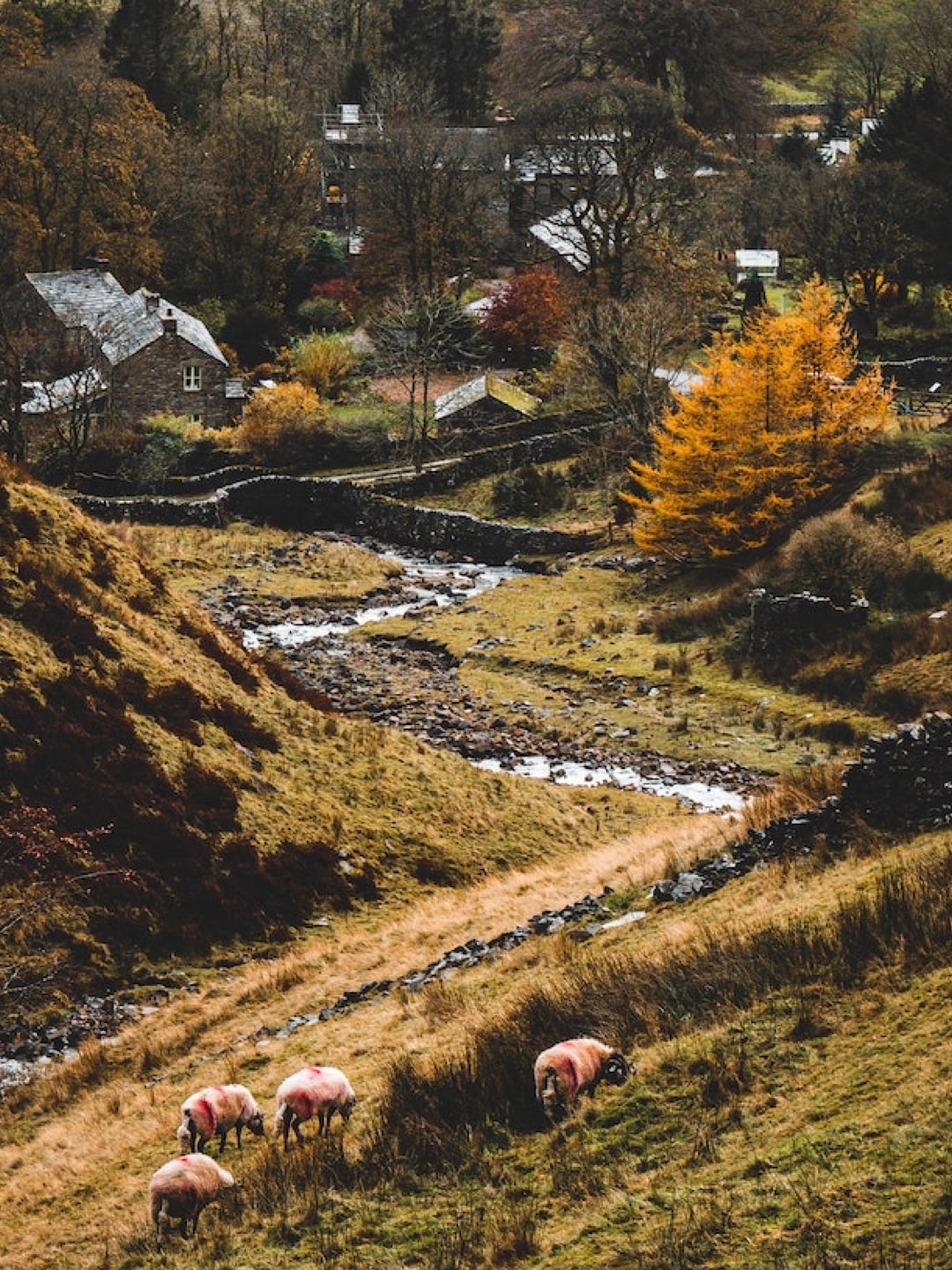 a river going through a village